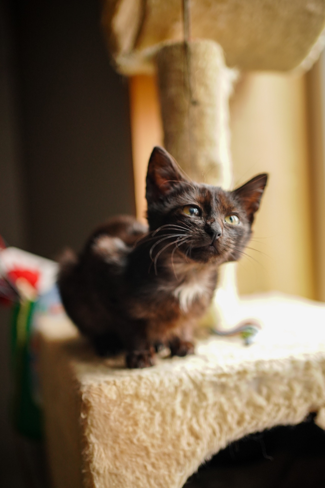 Чорне кошеня маленьке кошеня