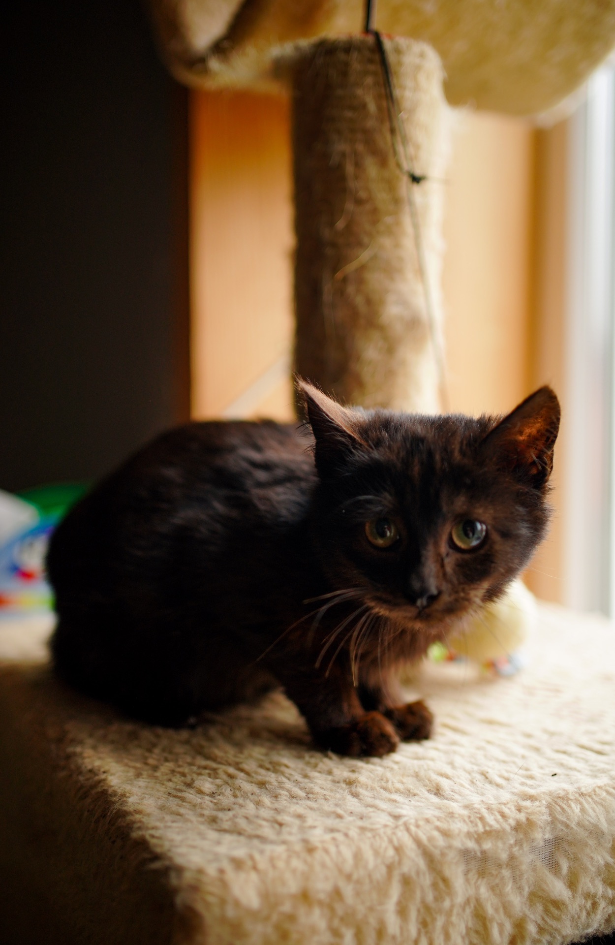 Чорне кошеня маленьке кошеня