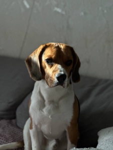 Віддам песика Річчі у добрі руки