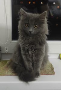 Кошеня нібелунга