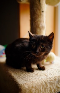 Чорне кошеня маленьке кошеня