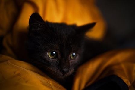 Чорне кошеня маленьке кошеня