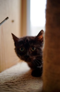 Чорне кошеня маленьке кошеня