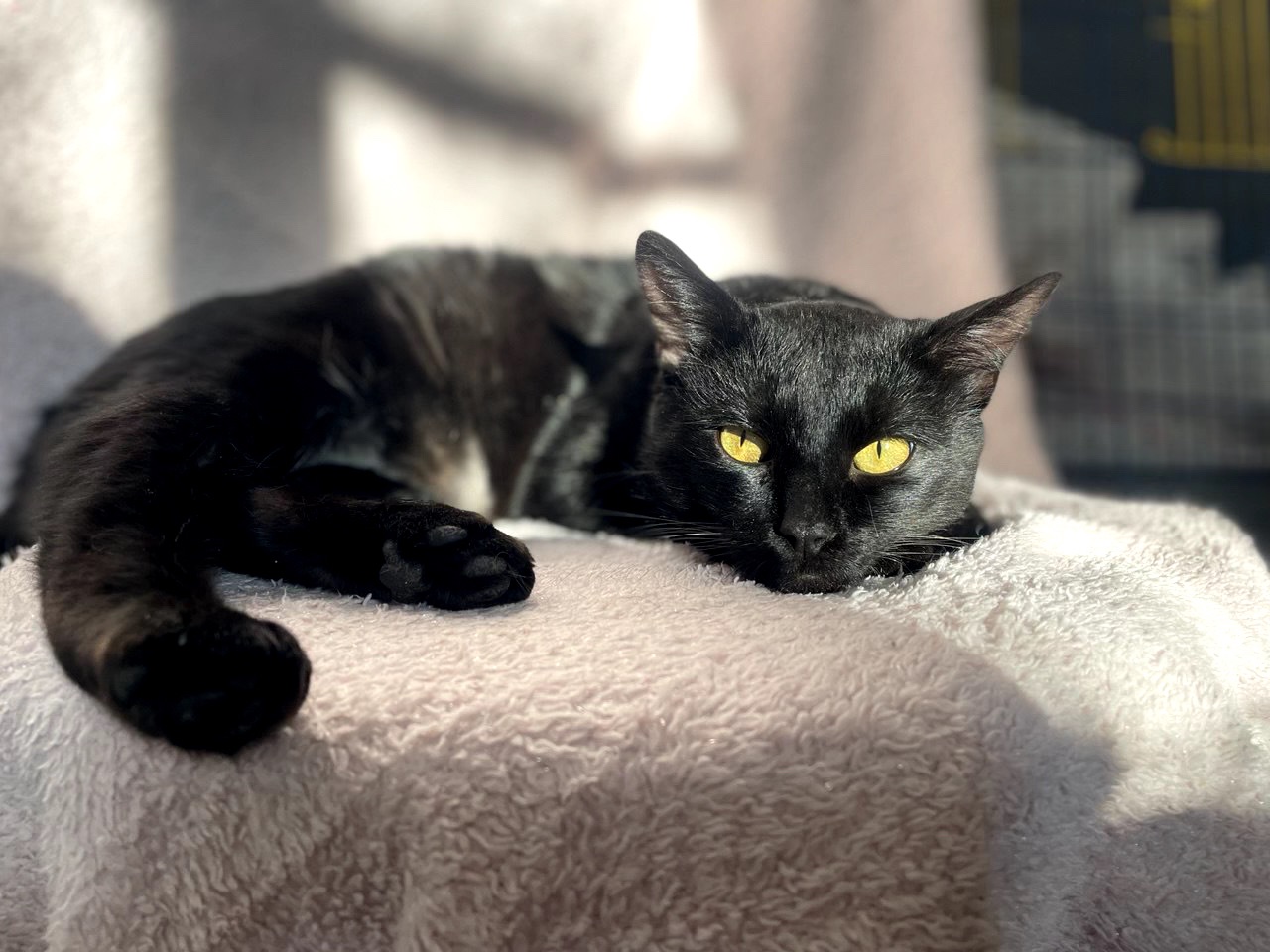 Тактильний Саймон хоче додому