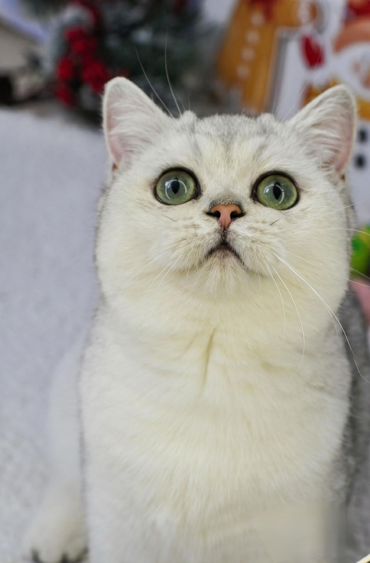 Срібна красуня Емма