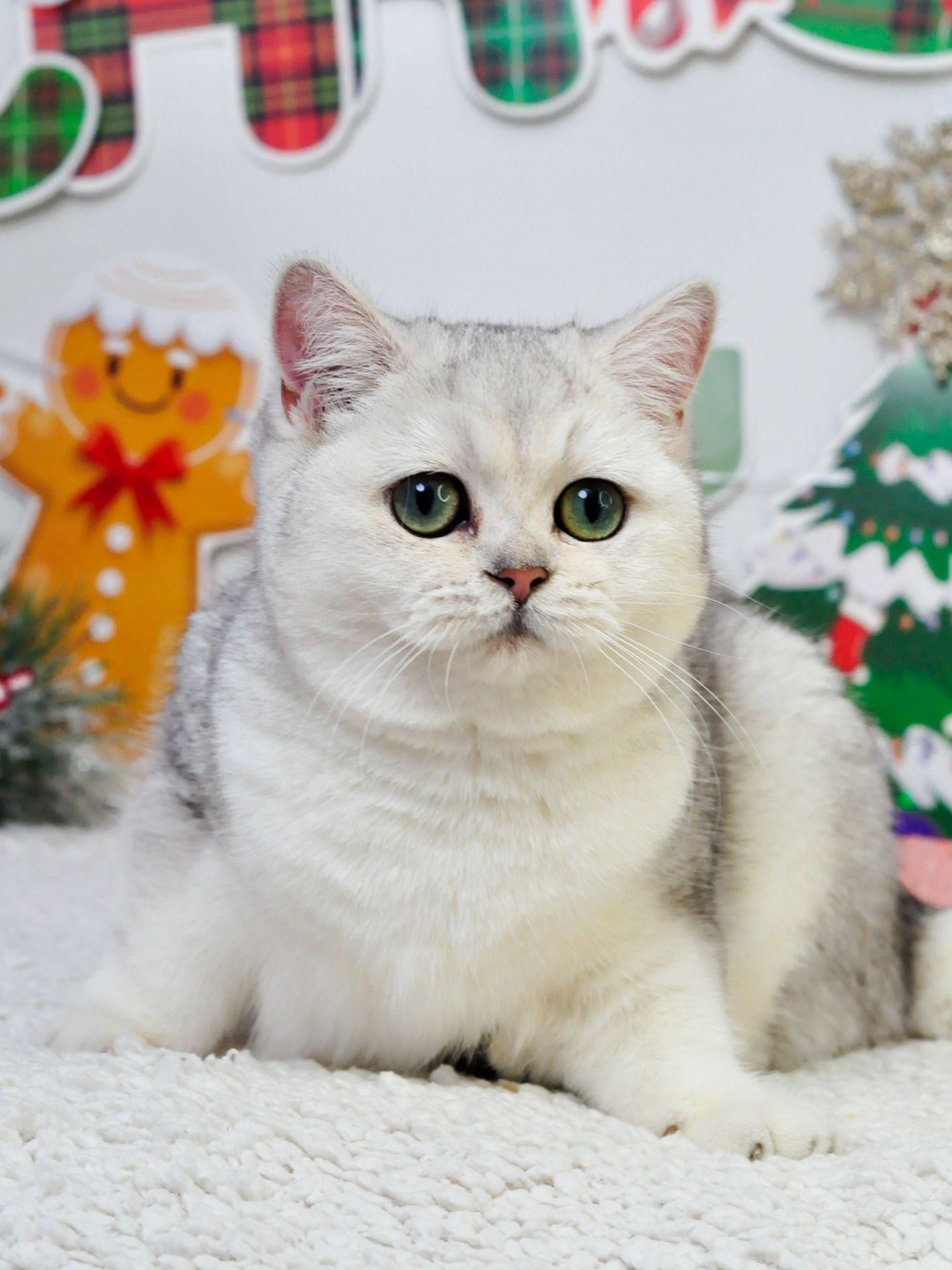 Срібна красуня Емма