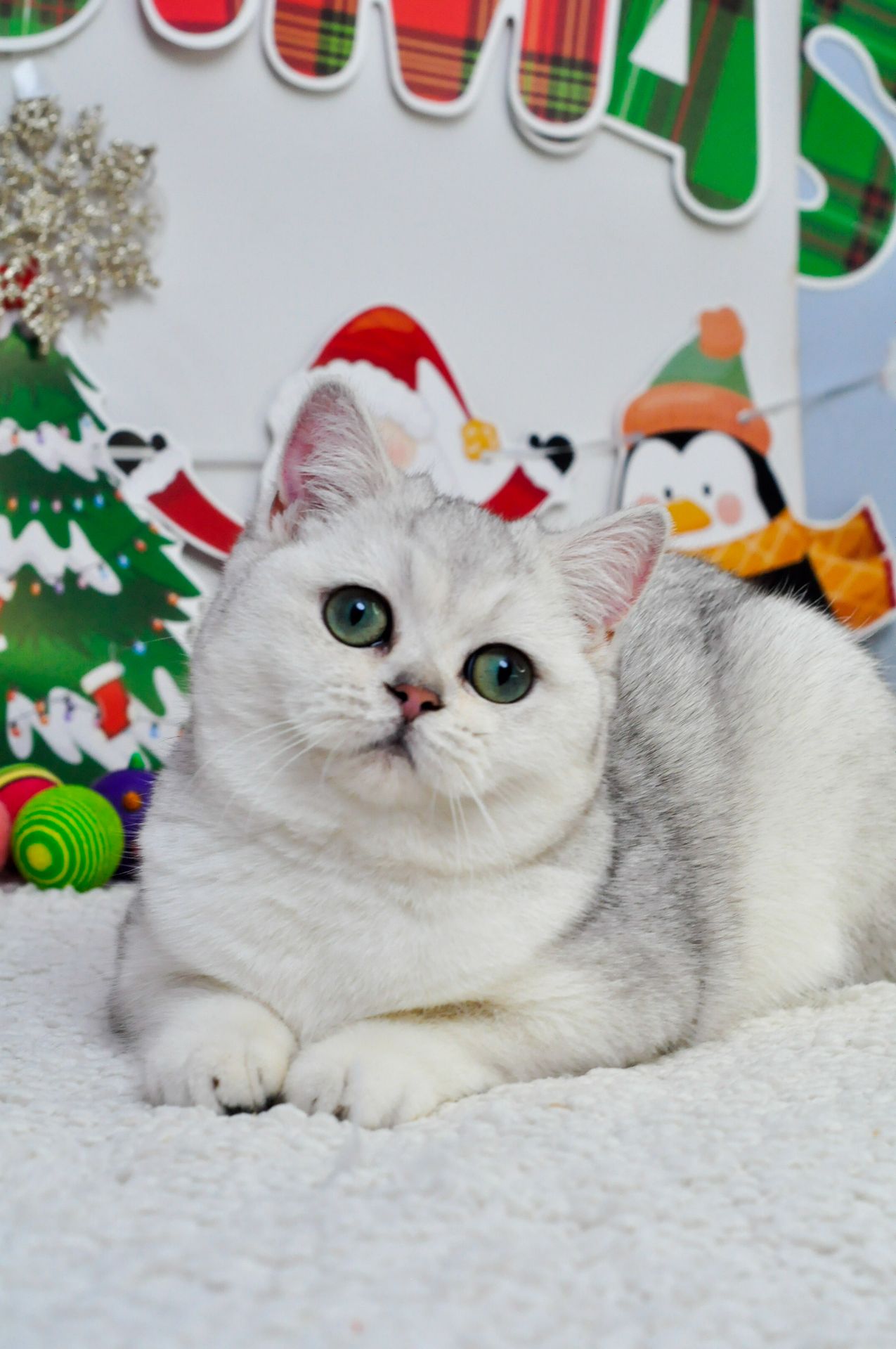 Срібна красуня Емма