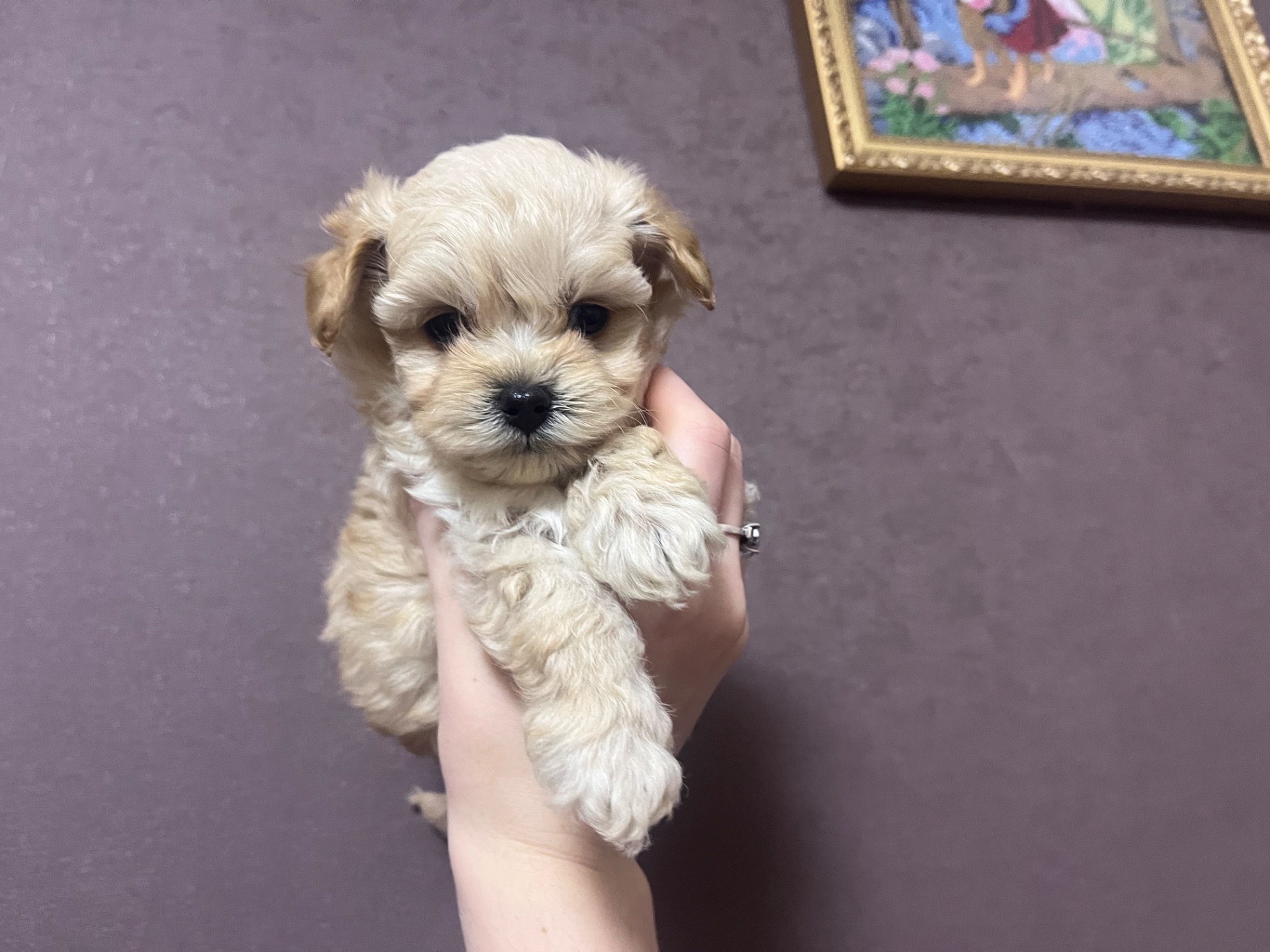 Маленькі дітки шукають сімʼю