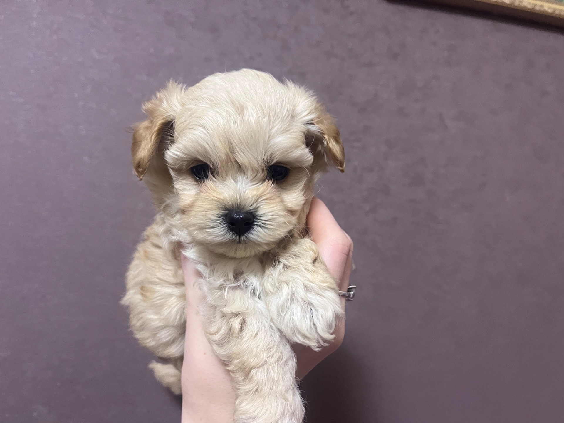 Маленькі дітки шукають сімʼю