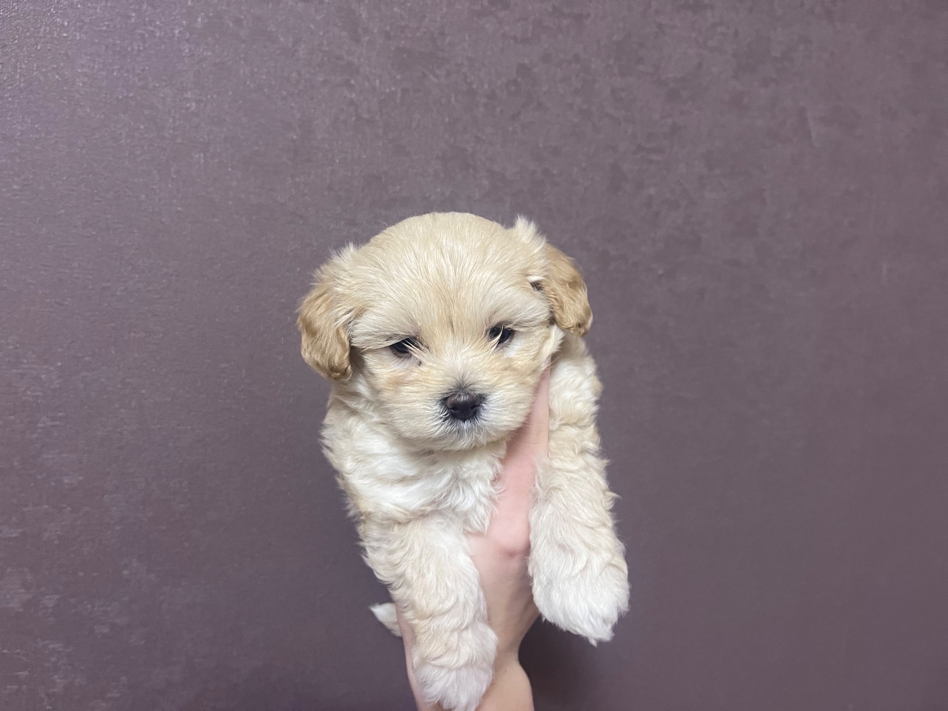 Маленькі дітки шукають сімʼю