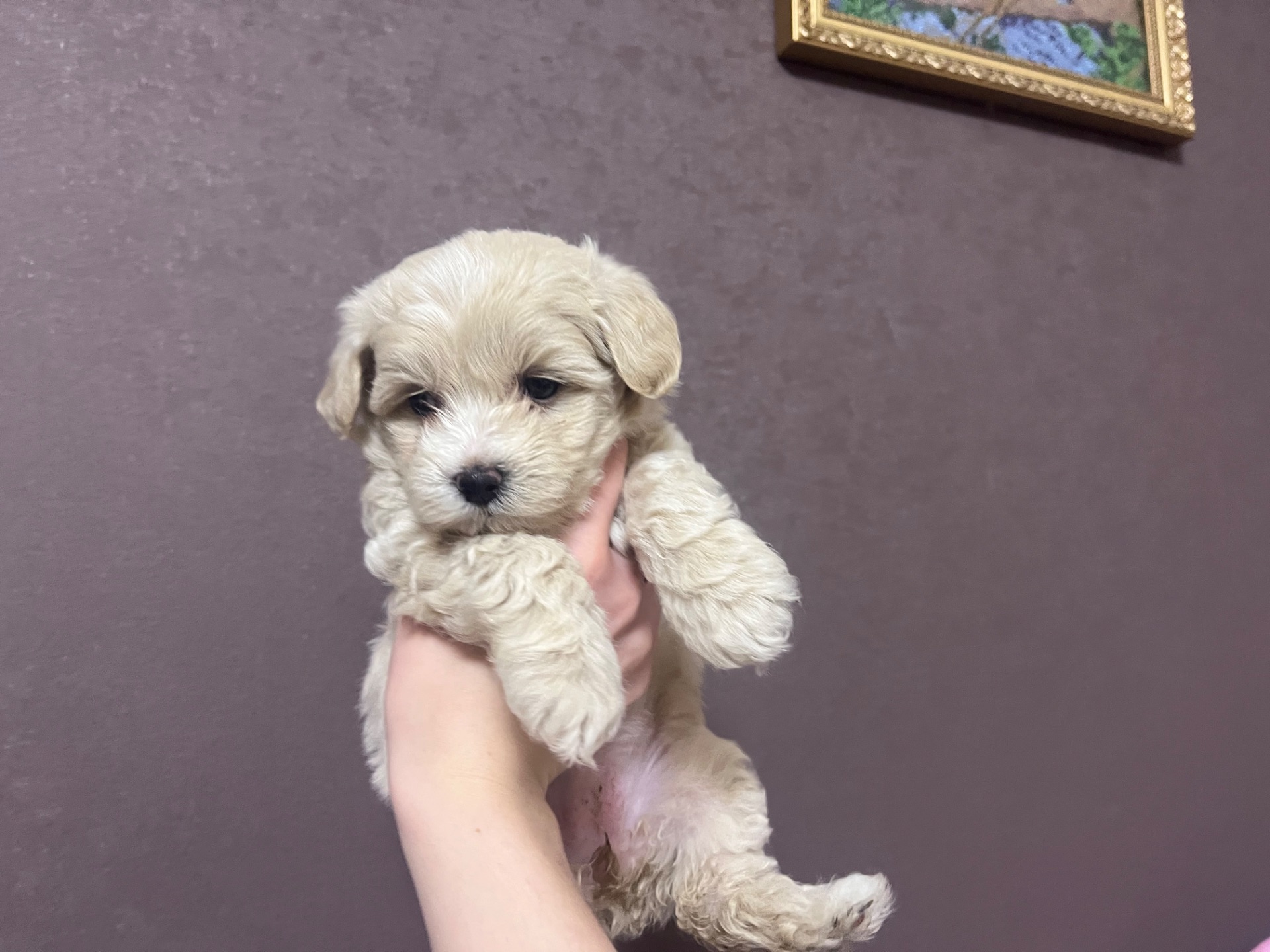 Маленькі дітки шукають сімʼю