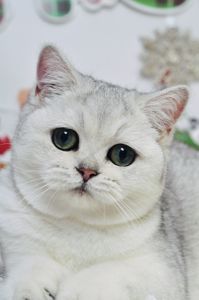 Срібна красуня Емма