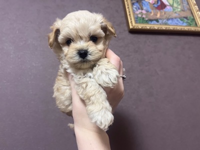 Маленькі дітки шукають сімʼю