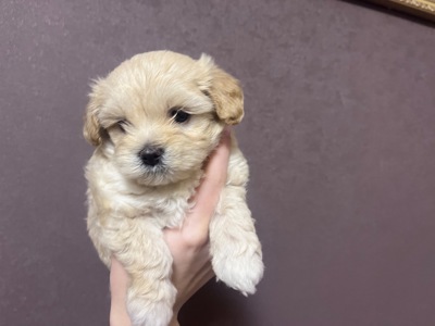 Маленькі дітки шукають сімʼю