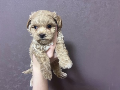 Маленькі дітки шукають сімʼю