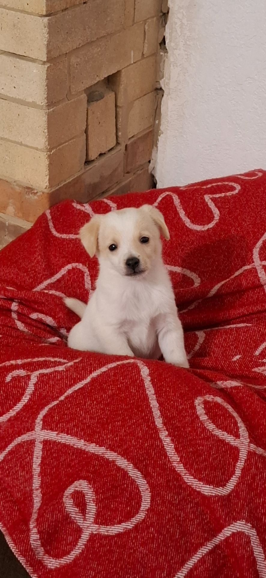 Цуценя гарне та миле