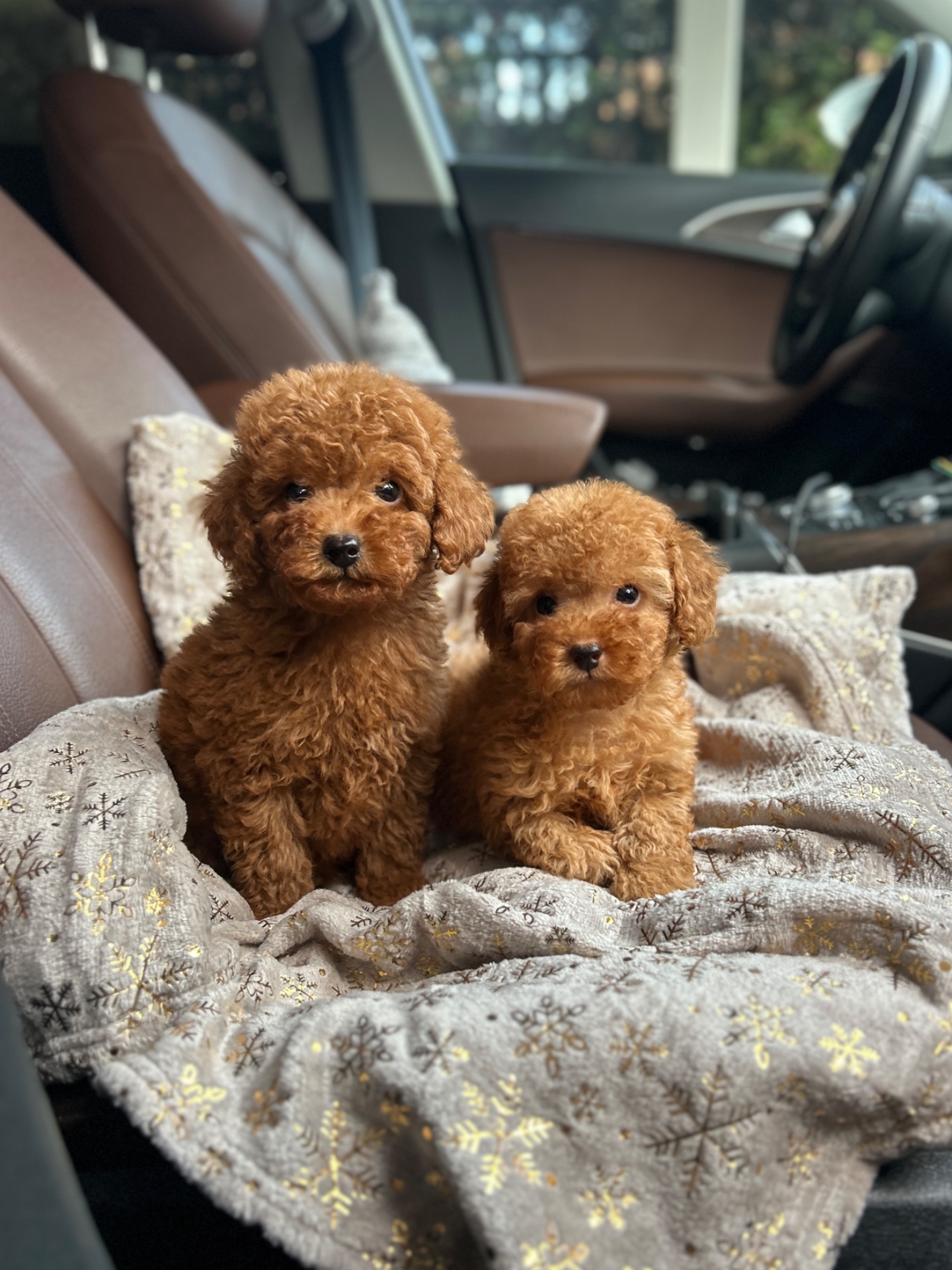 Мальчики той пуделя в Киеве