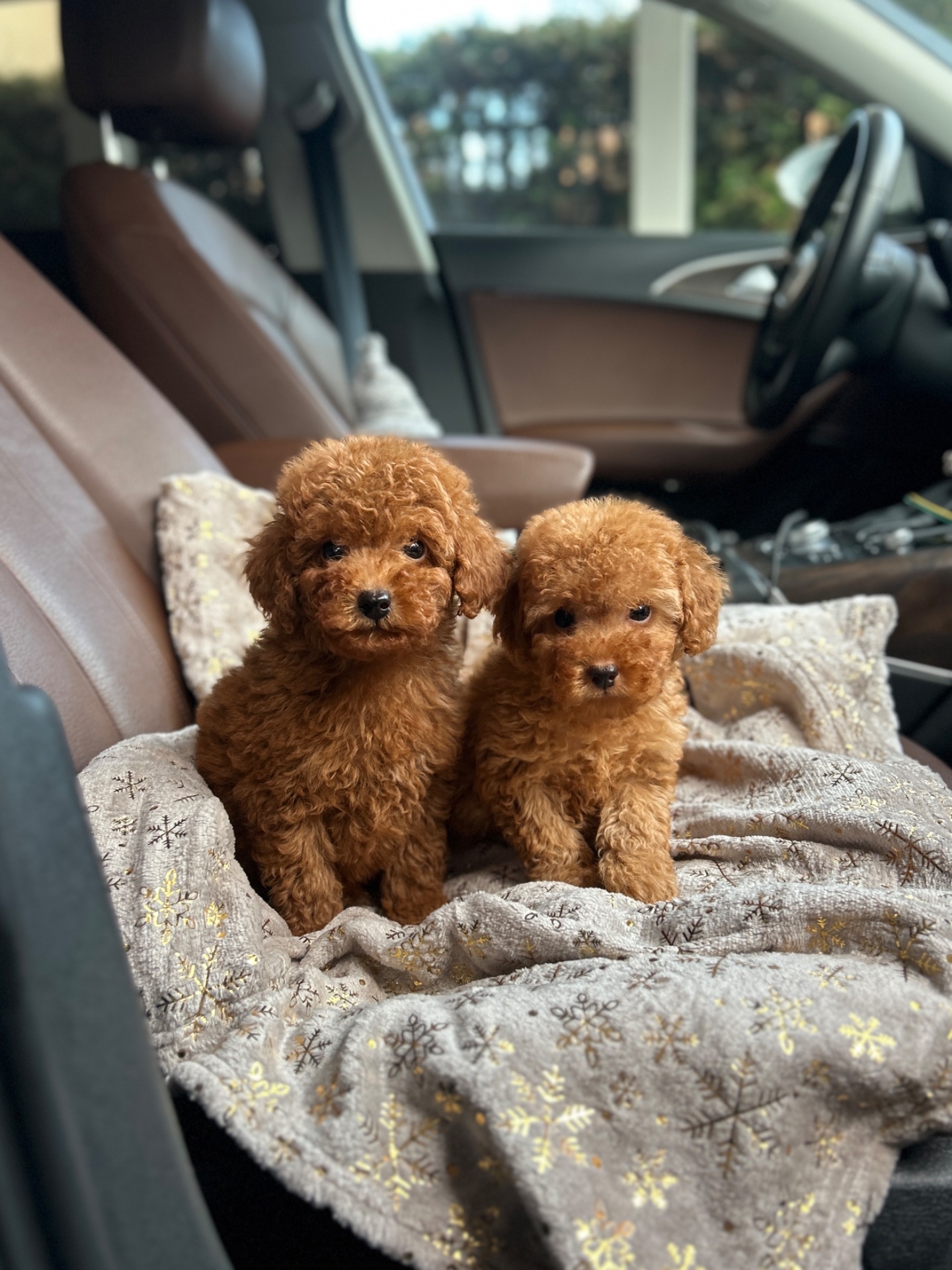 Мальчики той пуделя в Киеве