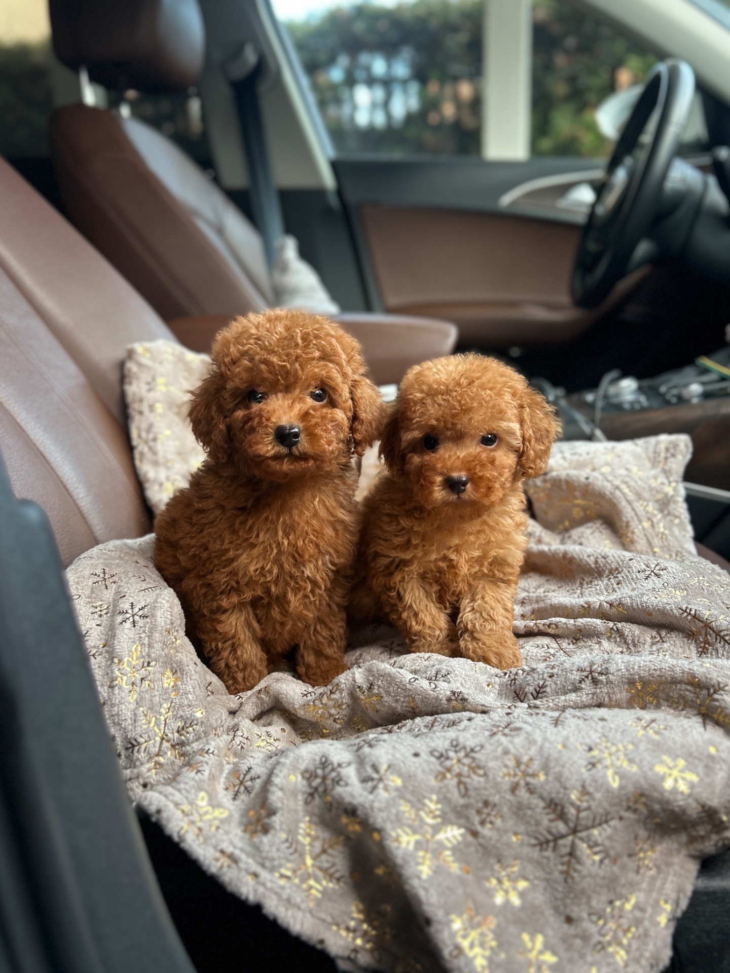 Мальчики той пуделя в Киеве