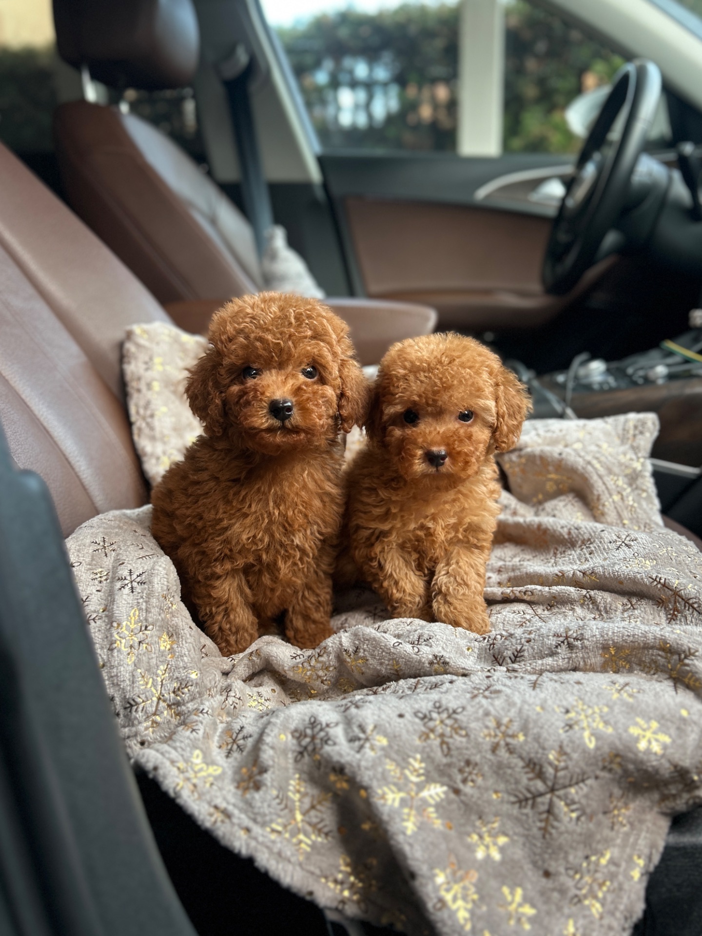 Мальчики той пуделя в Киеве