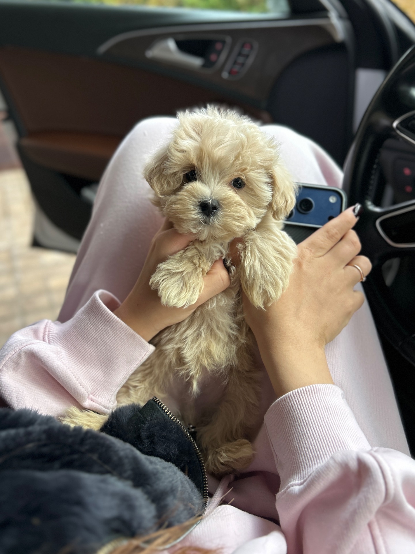 Невероятный мальчик мальтипу f1 мини baby face