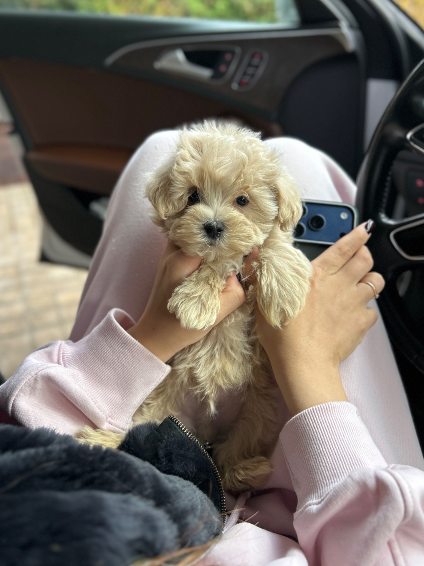 Невероятный мальчик мальтипу f1 мини baby face