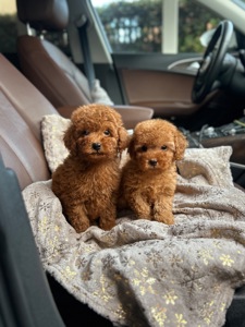 Мальчики той пуделя в Киеве