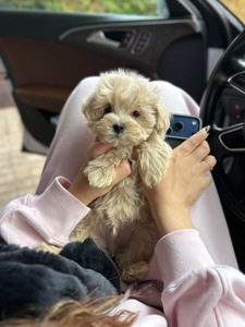 Невероятный мальчик мальтипу f1 мини baby face