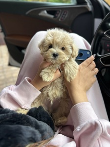 Невероятный мальчик мальтипу f1 мини baby face