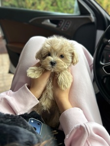 Невероятный мальчик мальтипу f1 мини baby face