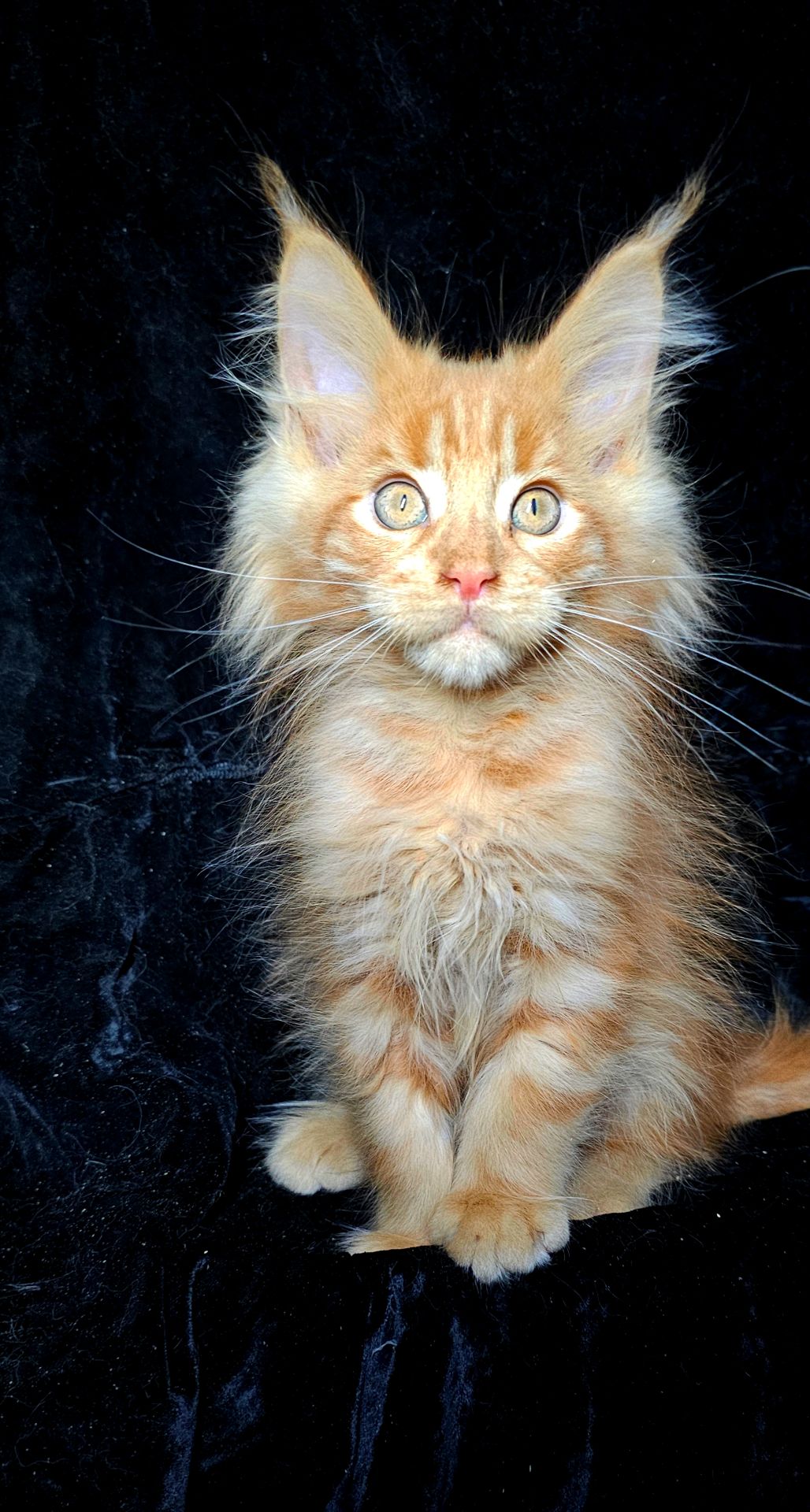 Кукольный мальчик мейн кун