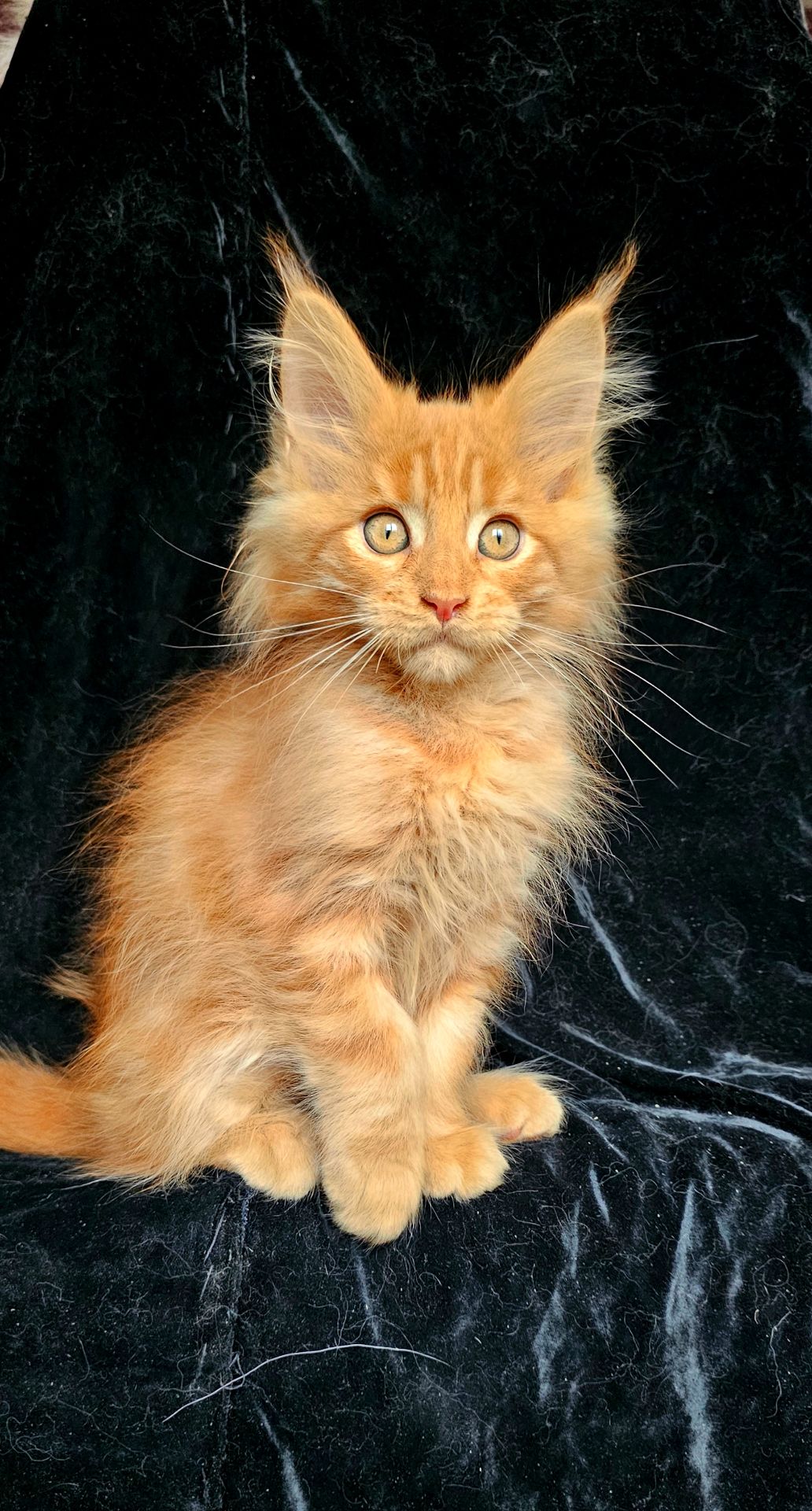 Кукольный мальчик мейн кун