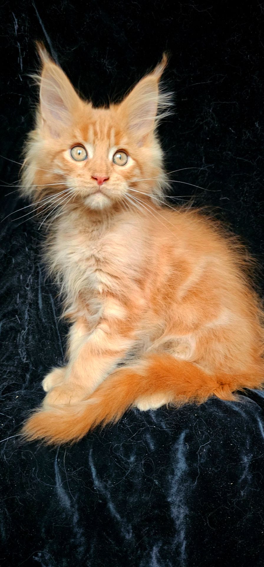 Кукольный мальчик мейн кун