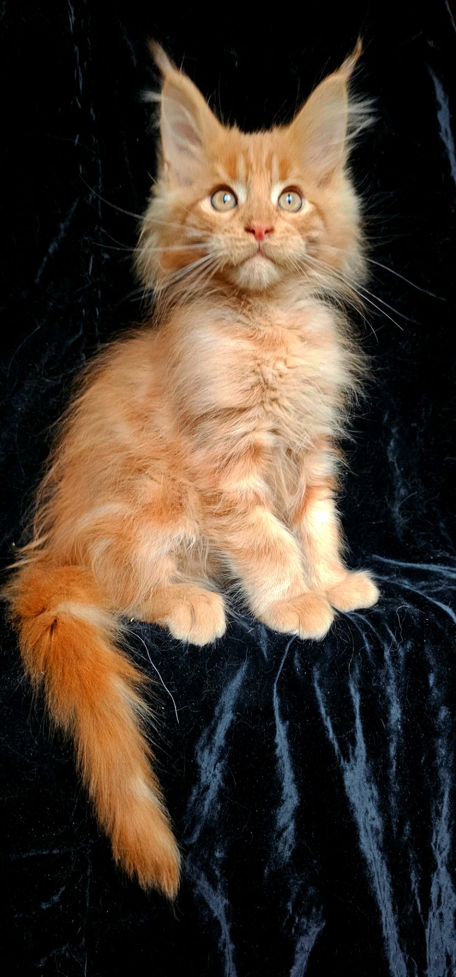 Кукольный мальчик мейн кун