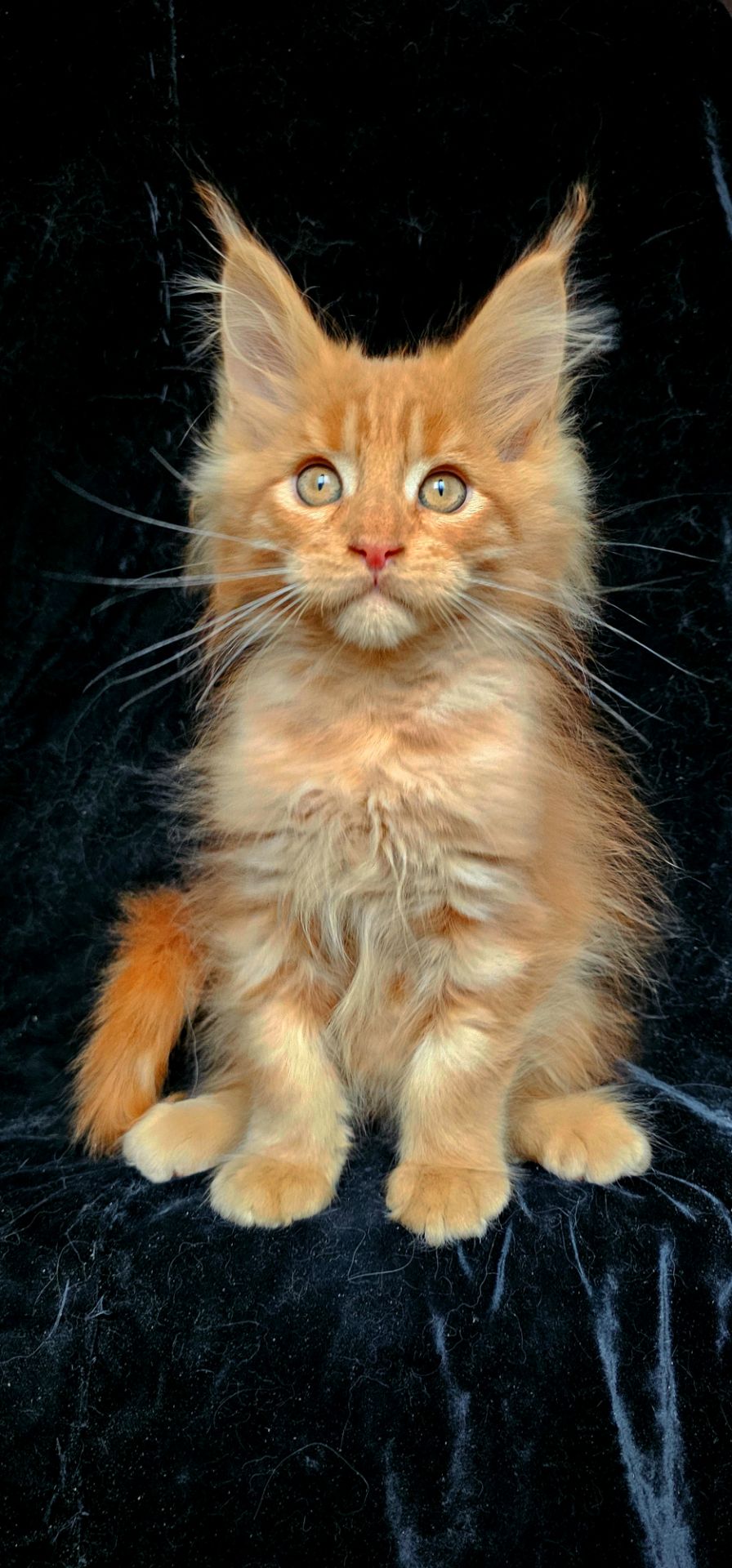 Кукольный мальчик мейн кун