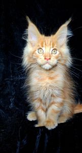 Кукольный мальчик мейн кун