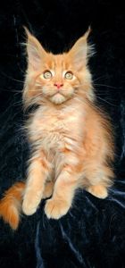 Кукольный мальчик мейн кун