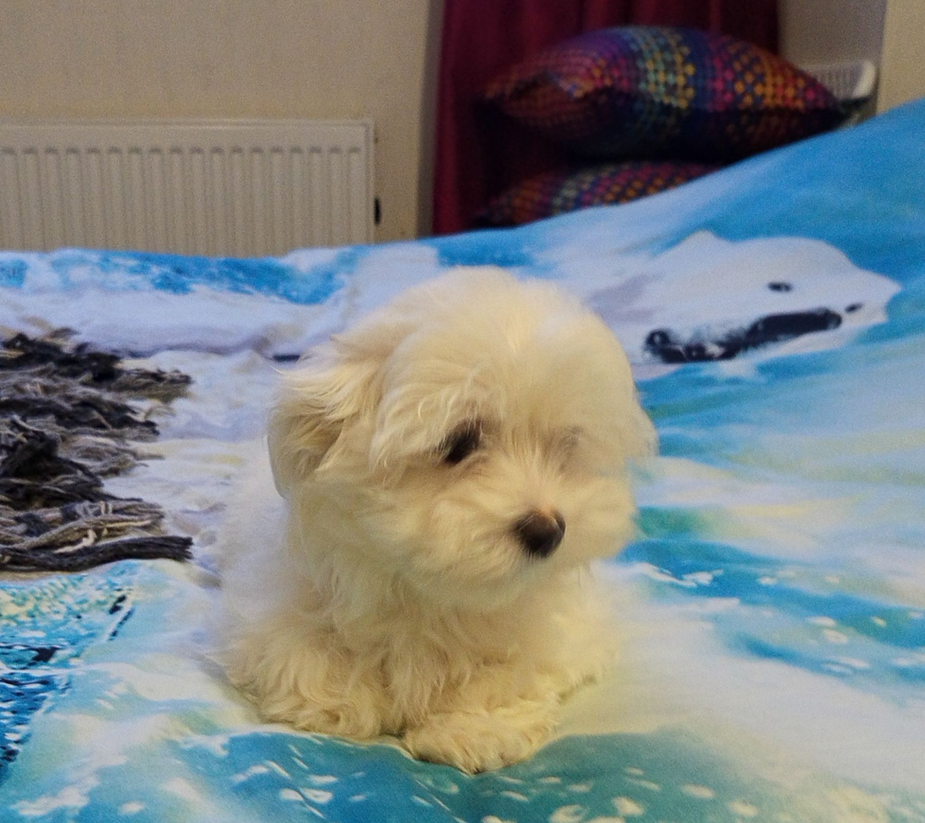 Щенки мальтийской болонки