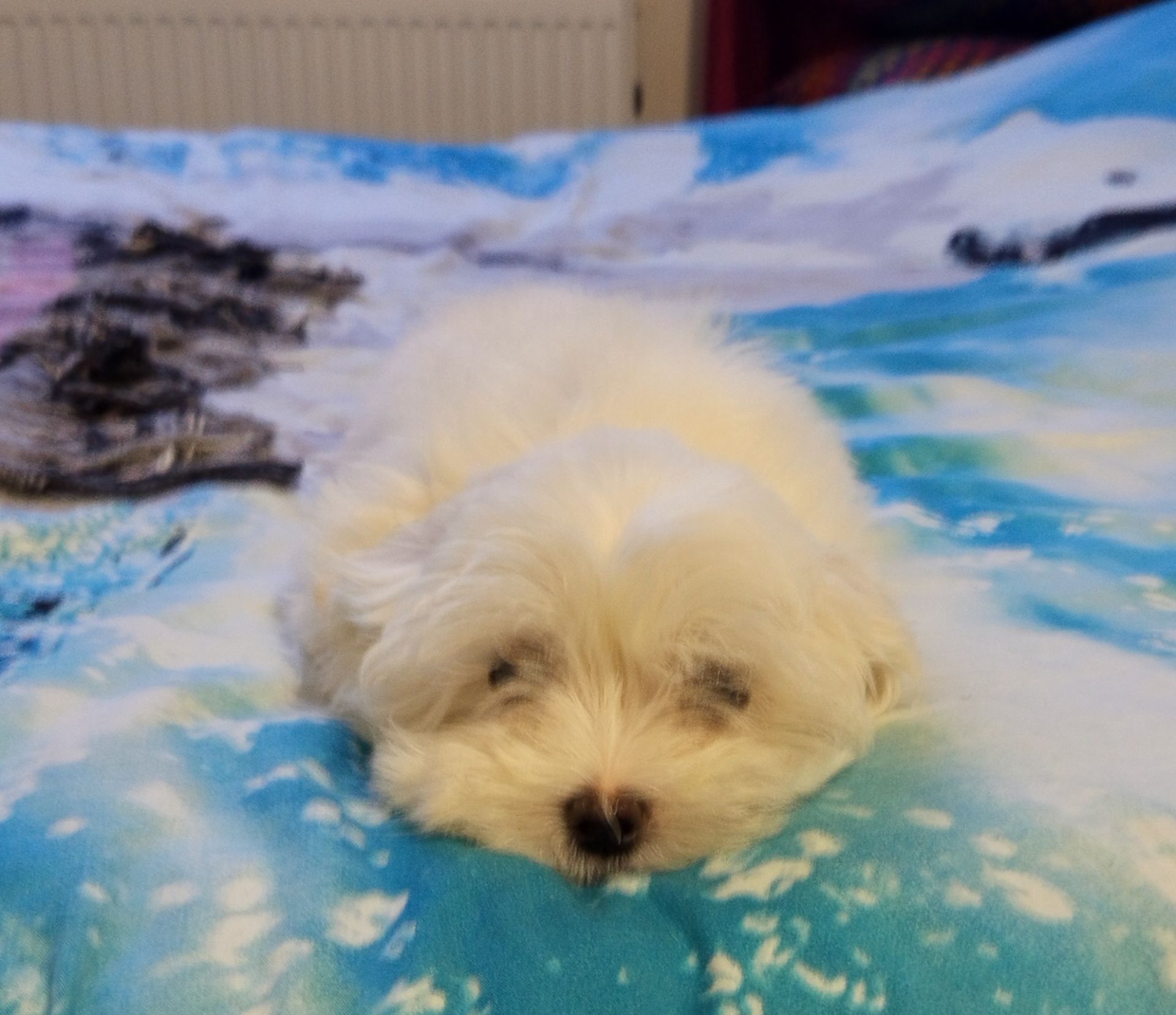 Щенки мальтийской болонки