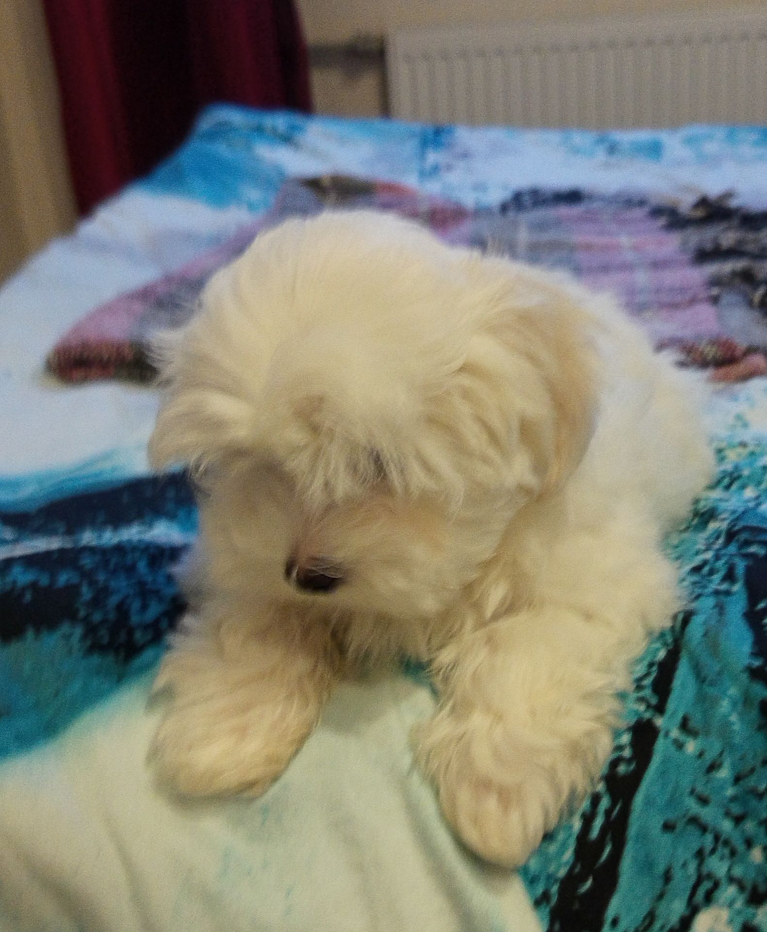 Щенки мальтийской болонки