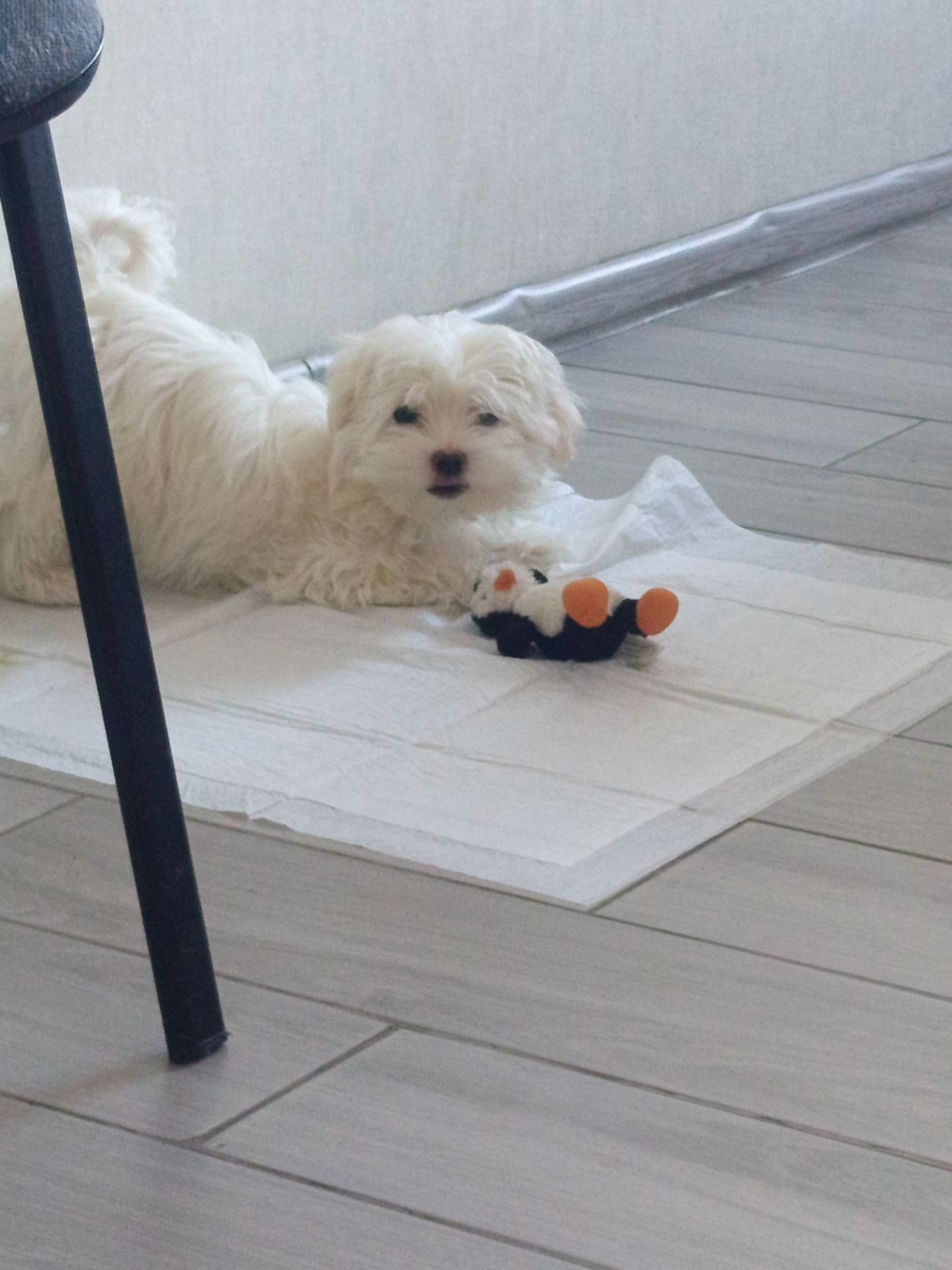 Щенки мальтийской болонки