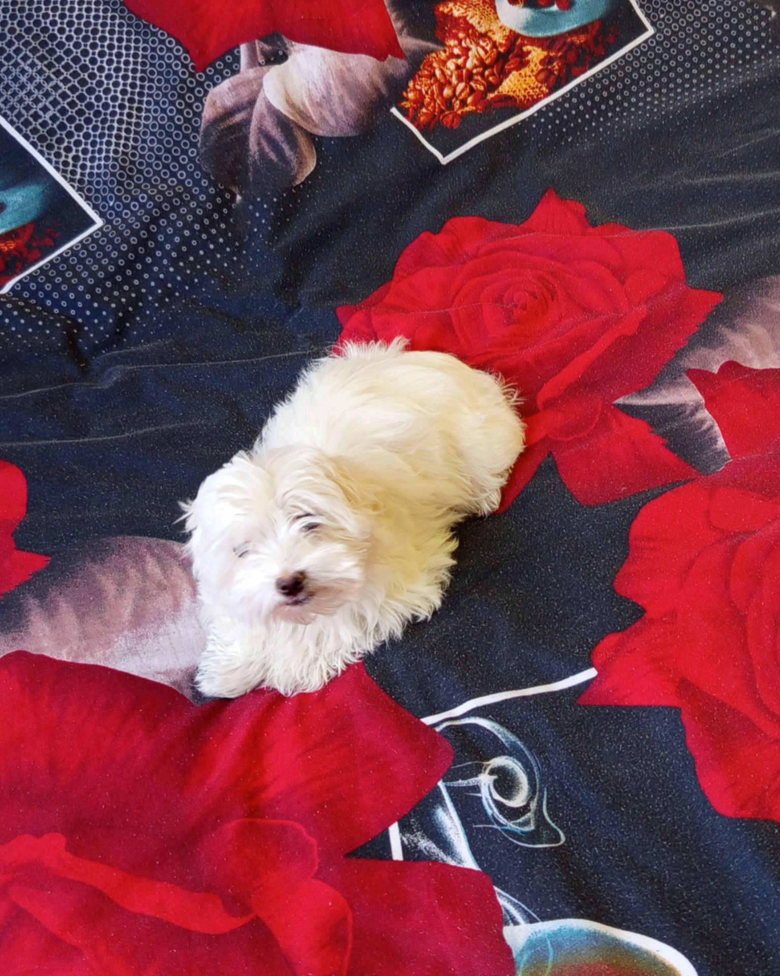 Щенки мальтийской болонки