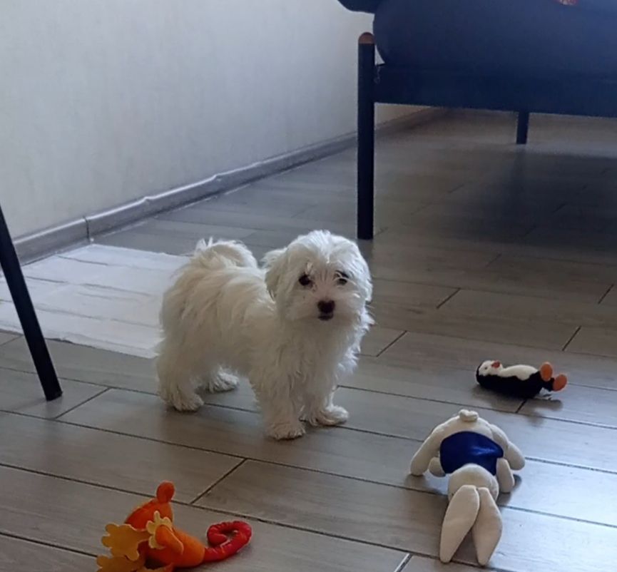 Щенки мальтийской болонки