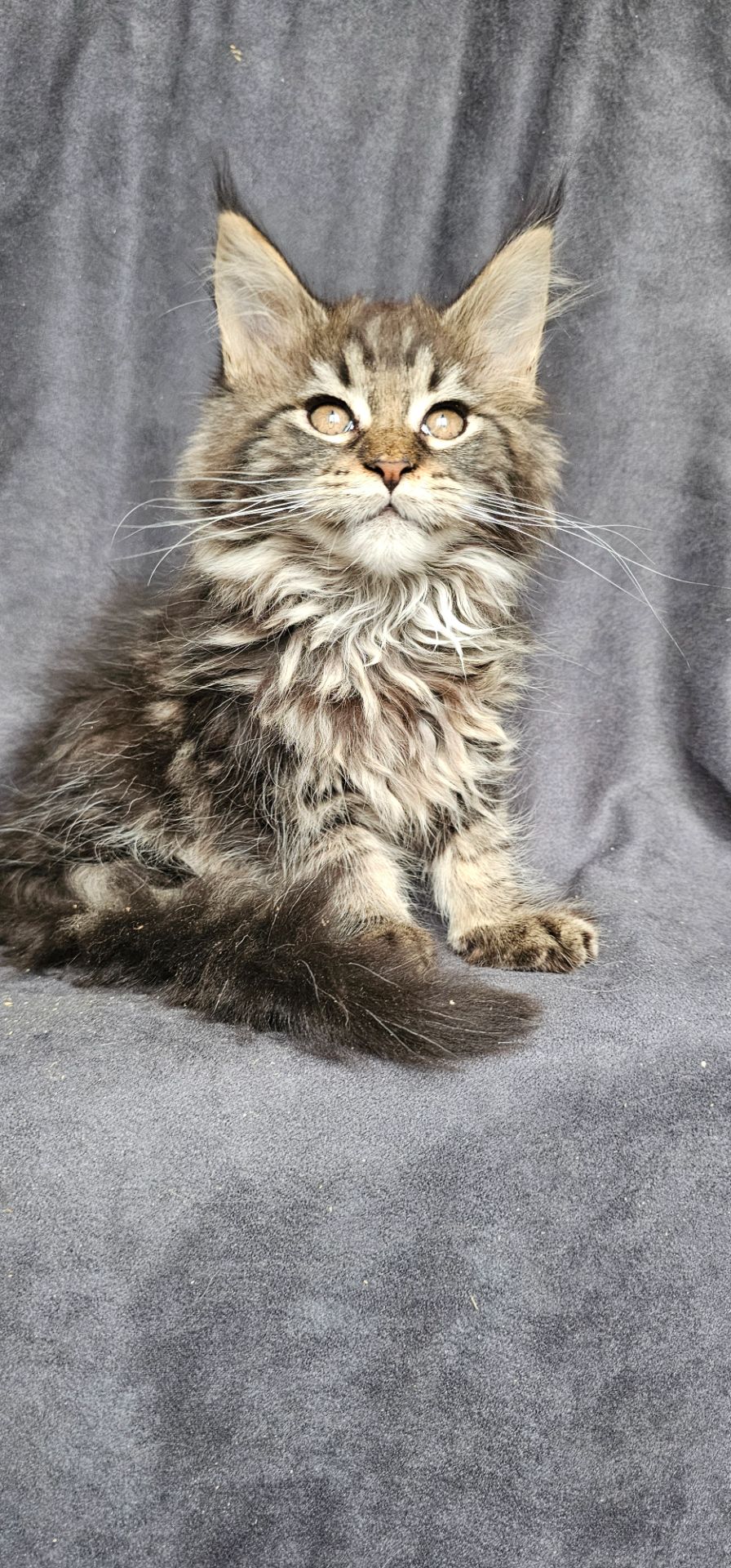 Девочка дикого/лесного окраса мейн кун