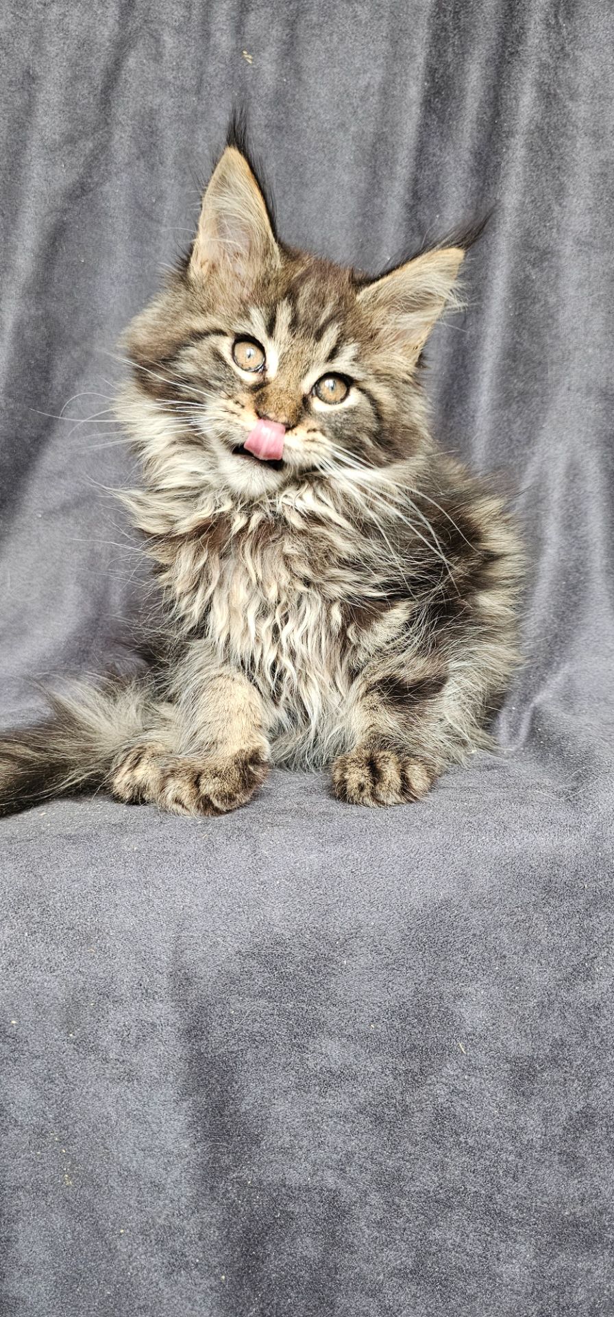 Девочка дикого/лесного окраса мейн кун