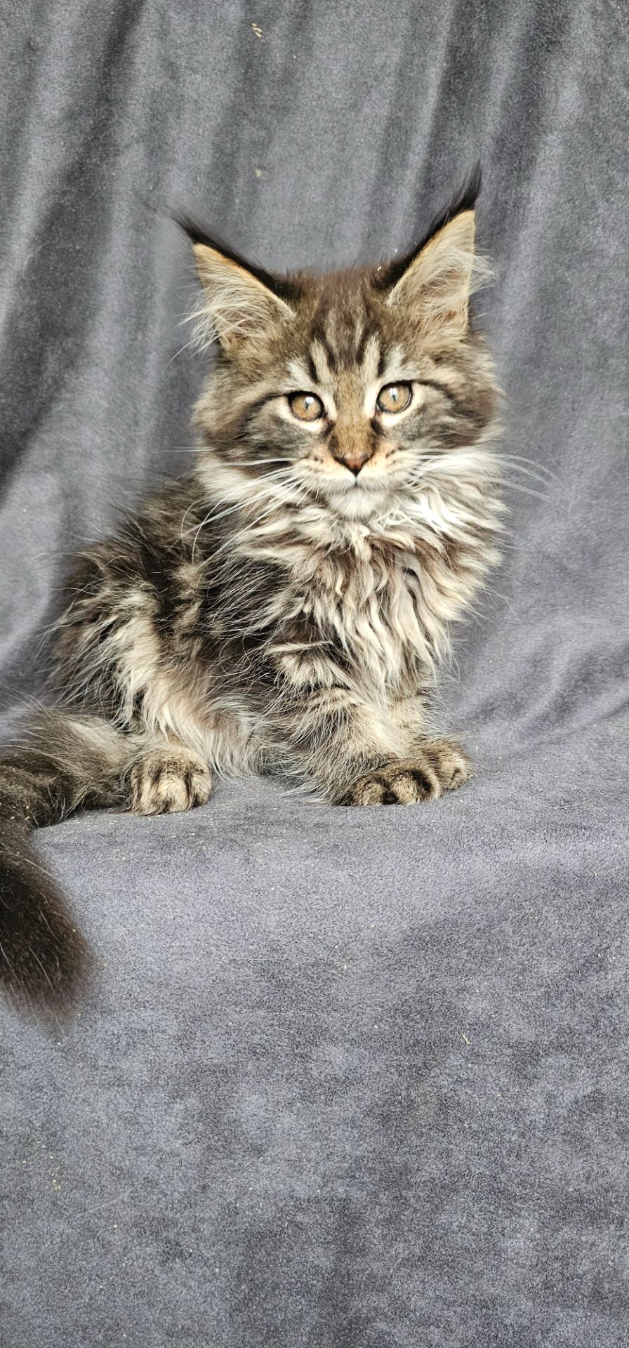 Девочка дикого/лесного окраса мейн кун