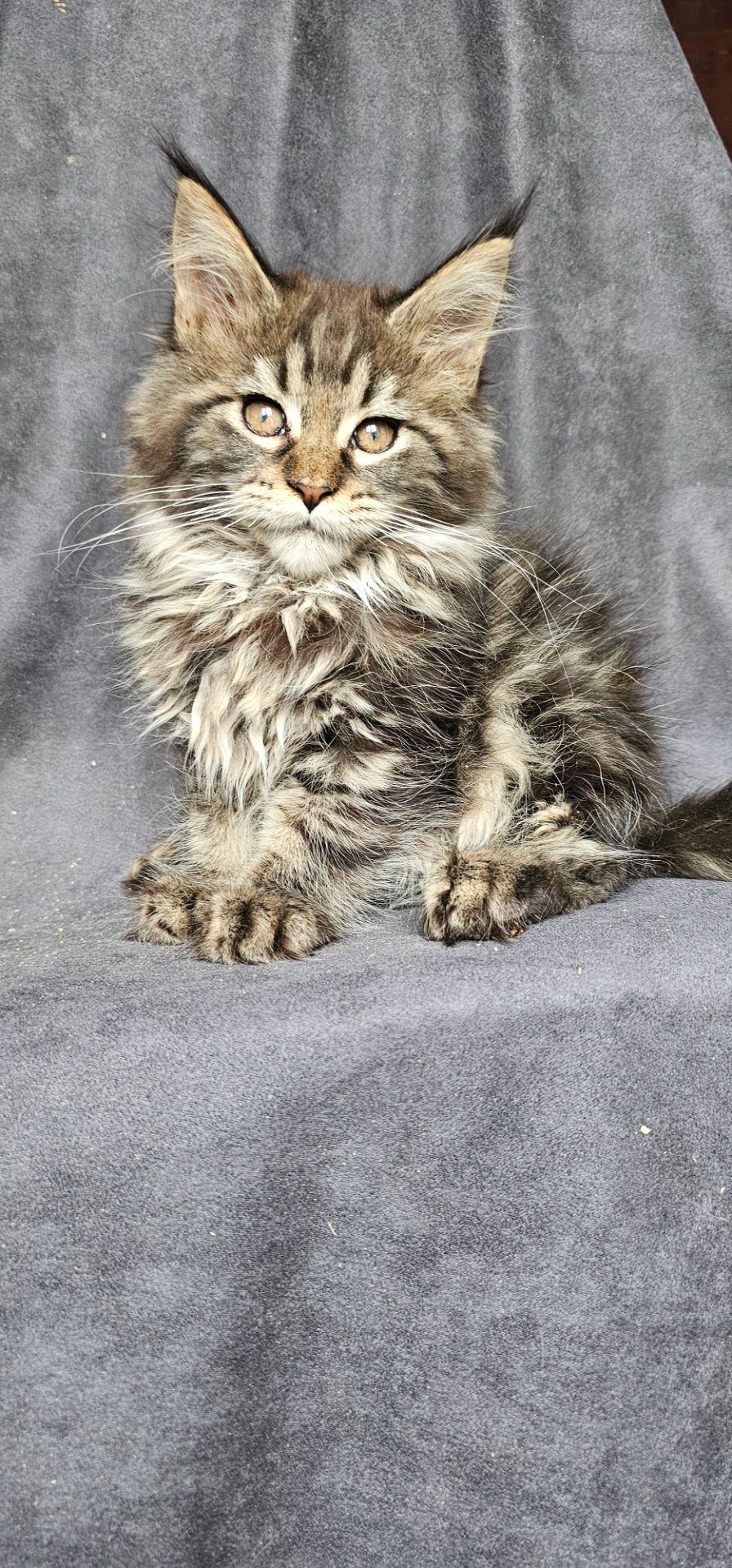 Девочка дикого/лесного окраса мейн кун