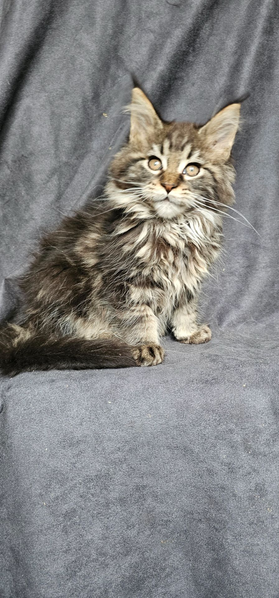 Девочка дикого/лесного окраса мейн кун