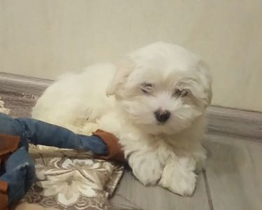 Щенки мальтийской болонки