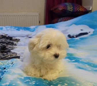 Щенки мальтийской болонки